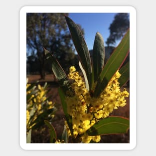 Wattle Flowers Sticker